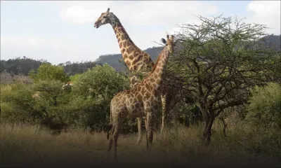 Évasion Défi Deal : à la découverte de l’Afrique du Sud