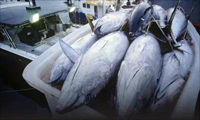 Séminaire de la CoI pour relancer la pêche thonière