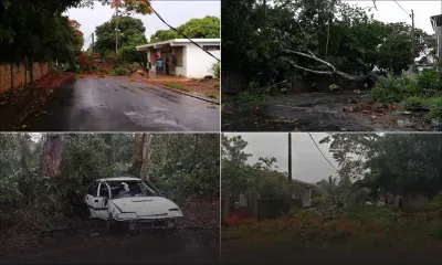 [En images] La forte tempête tropicale Calvinia provoque plusieurs chutes d'arbres