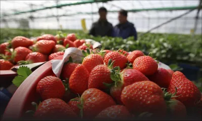 Secteur agricole : la production de fraises chute