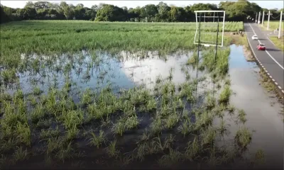 Post-cyclone Berguitta : analyses divergentes sur la canne après le mauvais temps