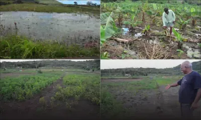 Grosses averses : 12 000 arpents de plantations affectés