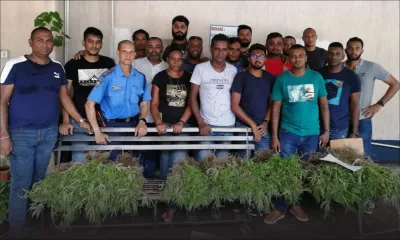 Bramsthan, Flacq : Rs 5,1 M de plants de cannabis déracinés