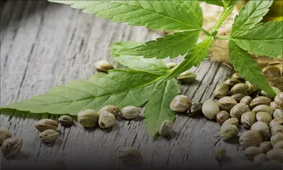 Possession de cannabis : un Graphic Designer arrêté 