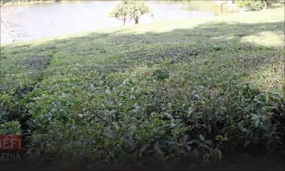 Confinement : deux tonnes de feuilles de thé n’ont pu être cueillies