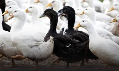 Deux canards volés à Quatre-Cocos