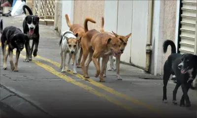 Chiens errants - Msaw: « Sans plainte officielle, on ne peut pas agir »