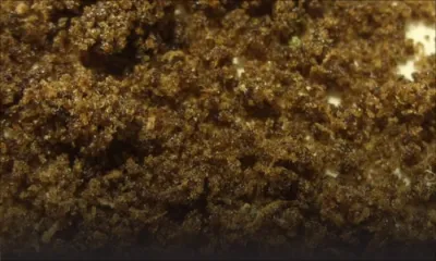 Saisie de Rs 2 millions de haschish