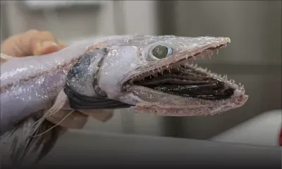 Australie : pêche fantastique dans les abysses