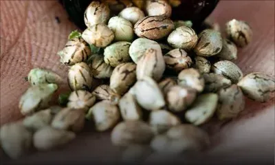 À Sainte-Croix : 52 graines de cannabis saisies