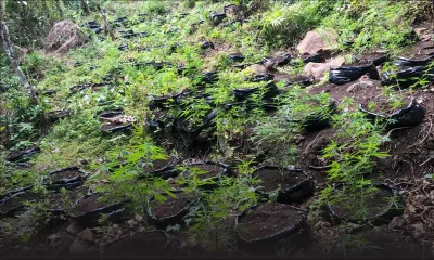 1.075 plants de gandia déracinés sur la montagne du Morne