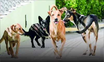 À Rivière-des-Anguilles : les chiens errants font la loi