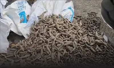 Saisie de 1,6 tonne de concombres de mer séchés : la piste d’un trafic dans l’Océan Indien privilégiée