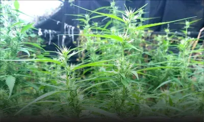 L’Adsu déracine des plants de gandia valant Rs 3 M