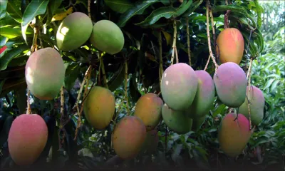 Production locale : la mangue se vend à Rs 30 l’unité