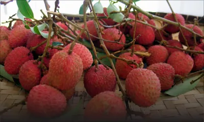 Letchis : la récolte baisse de 70%