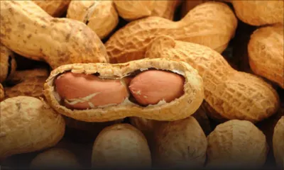 Consommation - Pistaches : Rs 60 le demi-kilo