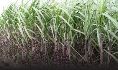 Agro-industrie - Campagne sucrière 2020:  production de 310,000 tonnes de sucre