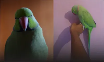 À St-Pierre : aidez Kelina à retrouver Zazou