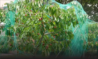 Filets de protection pour les arbres fruitiers : Le plan d’aide financière étendue de deux semaines