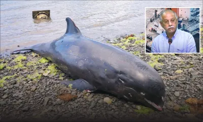 Des dauphins échoués sur les côtes du Sud-Est : «Ce n’est qu’un début» dit Sunil Dowarkasing