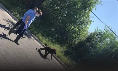 USA: des babouins s'échappent d'un institut de recherche sur l’Ebola et le Sida 