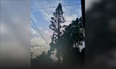 À Trois-Boutiques : un arbre représente un danger pour le public, selon un internaute  