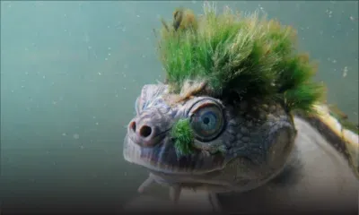 Une tortue australienne punk classée parmi les reptiles menacés