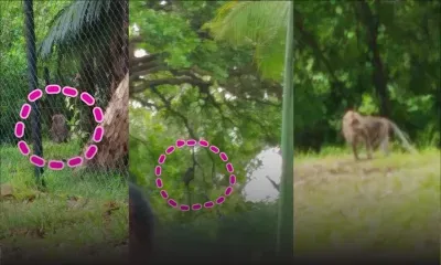 A Ebène : des singes sèment la terreur, selon une internaute 