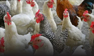 Un entrepreneur se fait déposséder de 1 500 poulets