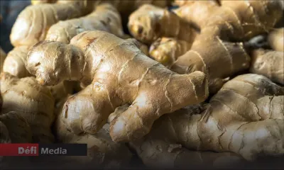 Clémencia : 100 kg de gingembre volés dans un champ 