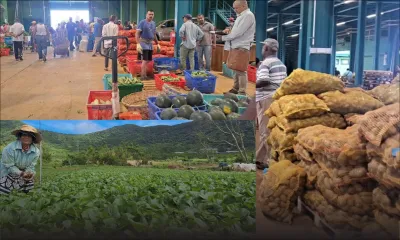 Légumes chers : « letan margoz » des champs à l’encan