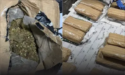 Dans un entrepôt de Baie-du-Tombeau : la CANS de la douane découvre Rs 20,6 millions de cannabis