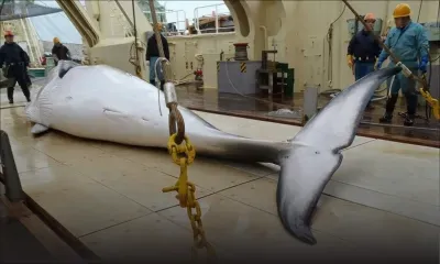 Chasse à la baleine: le Japon tue 333 cétacés dans l'Antarctique