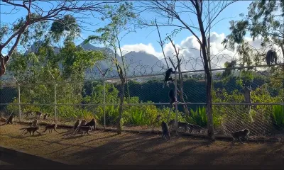 Beau-Bassin : un singe s’invite dans la cuisine d’une famille et menace de s’attaquer à leur bébé 