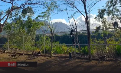 Invasion de singes : des cages ont été installées au jardin Balfour