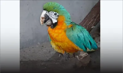 Un bébé ara, une espèce de perroquet en danger d’extinction voit le jour à Casela