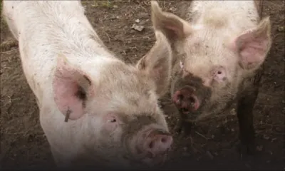 Neuf petits cochons en vadrouille