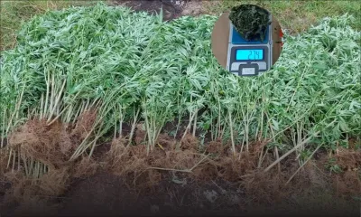 16ᵉ Mille : 213 plants de gandia découverts, un gardien de 19 ans arrêté