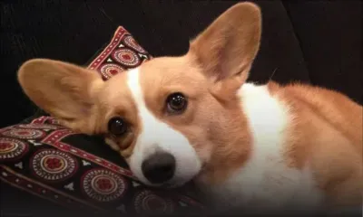 Corée du Sud : il cuisine le chien de son voisin et invite ce dernier à le déguster