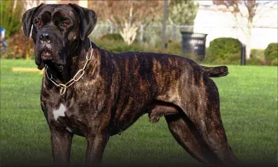 Saint-Pierre : un jeune homme agressif lance un molosse sur trois policiers