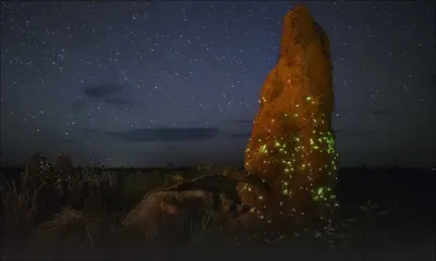 Une photo primée sur la vie sauvage montrait en fait un animal empaillé