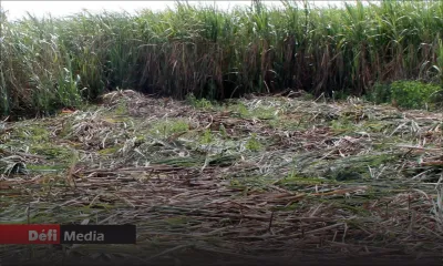 Dans l’est du pays : environ quatre tonnes de cannes à sucre emportées
