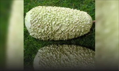 Vol de gingembres et de calebasses, à Gros-Billot : le voleur pris la main dans le sac