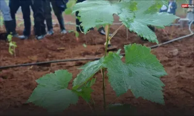 Agrïa plante les premières vignes pour produire du vin local