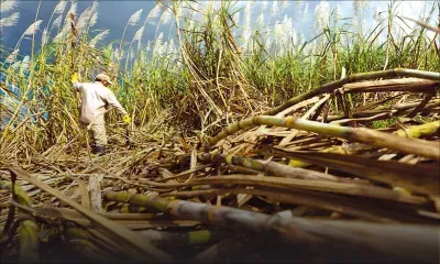 Agricultural Sector: A buoyant future despite setbacks