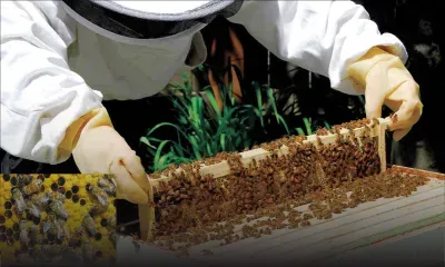 Agricultural revival: National strategy rolled-out to save bees