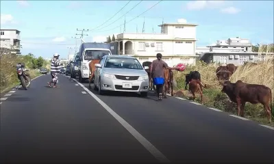 Grand-Baie : des bœufs provoquent un embouteillage