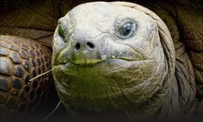 Ouverture de l’«air corridor» : deux tortues de Casela comme cadeau à Singapour