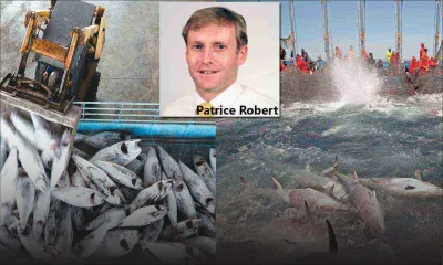Illegal fishing: Our tuna industry under threat
